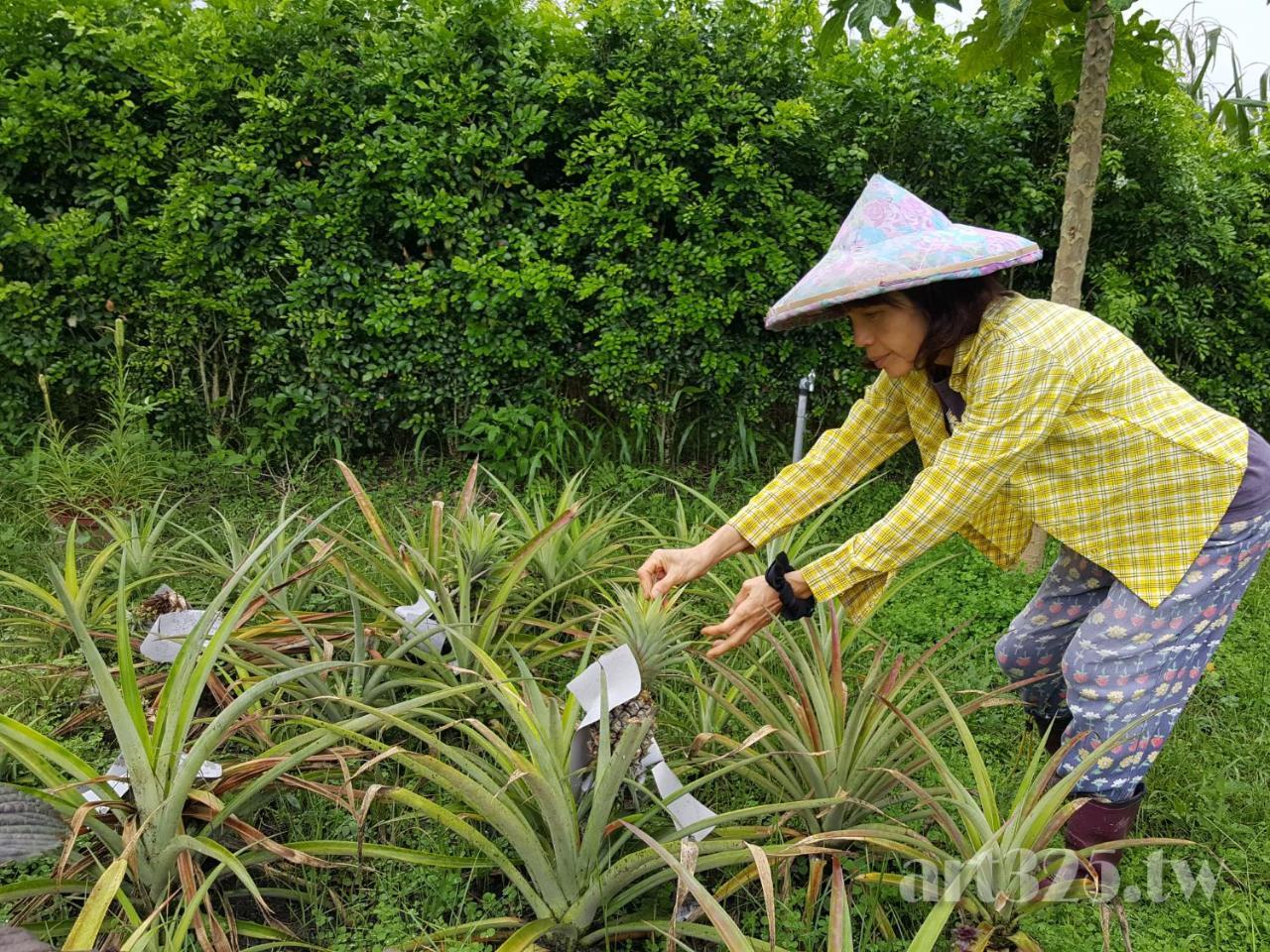 Yi Tian Homestay Fenglin Экстерьер фото